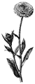Image of Calendula flower